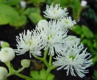 Lovely fluffy creamy white flowers on rigid stems.